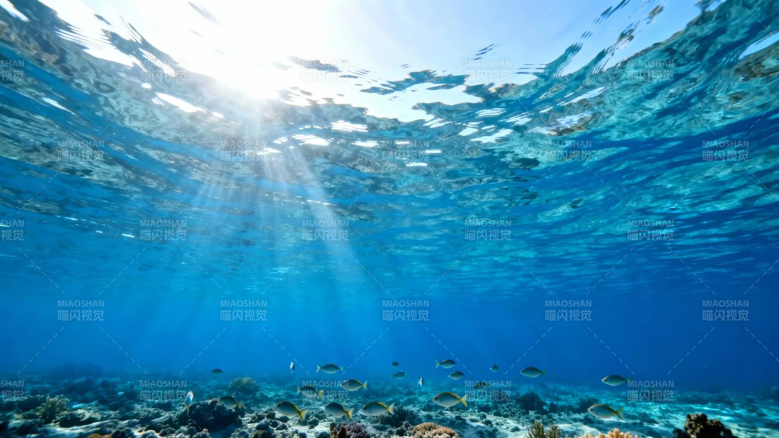 阳光穿透海底 鱼群游弋珊瑚间图片