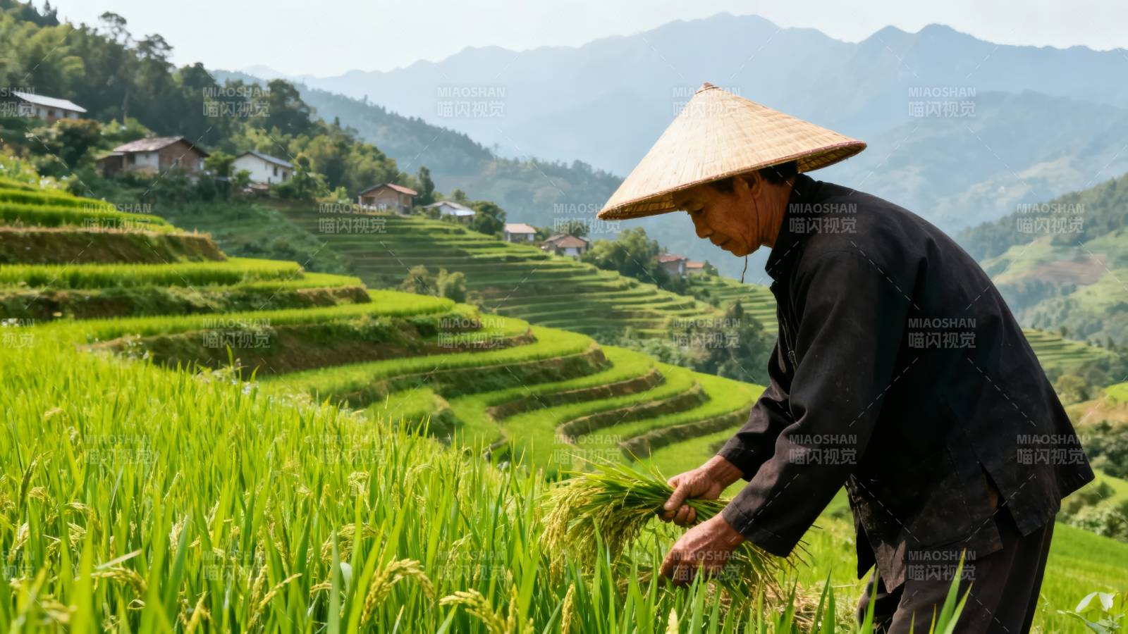 梯田稻香 农人劳作忙图片