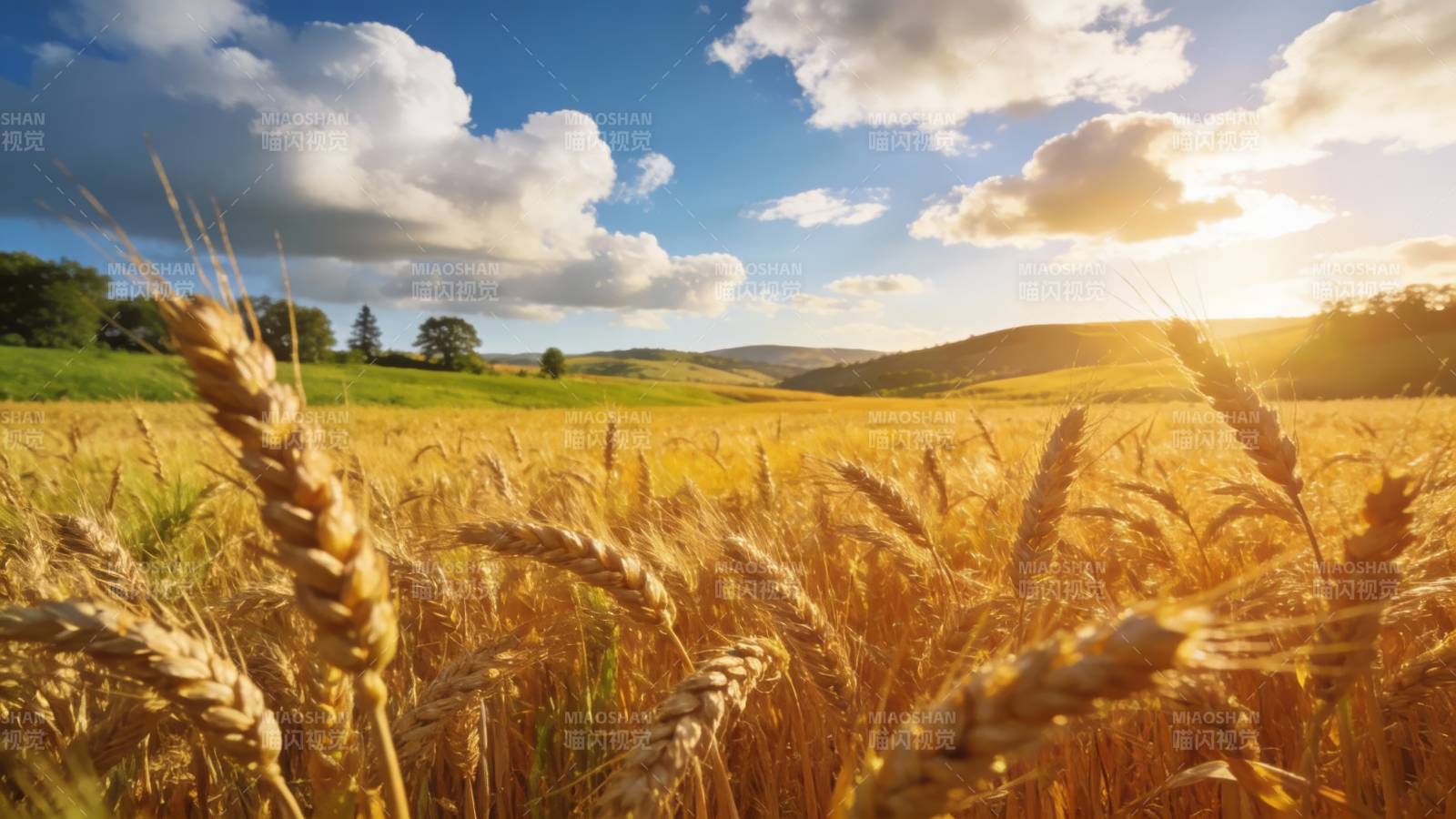 金色麦田迎夕阳图片