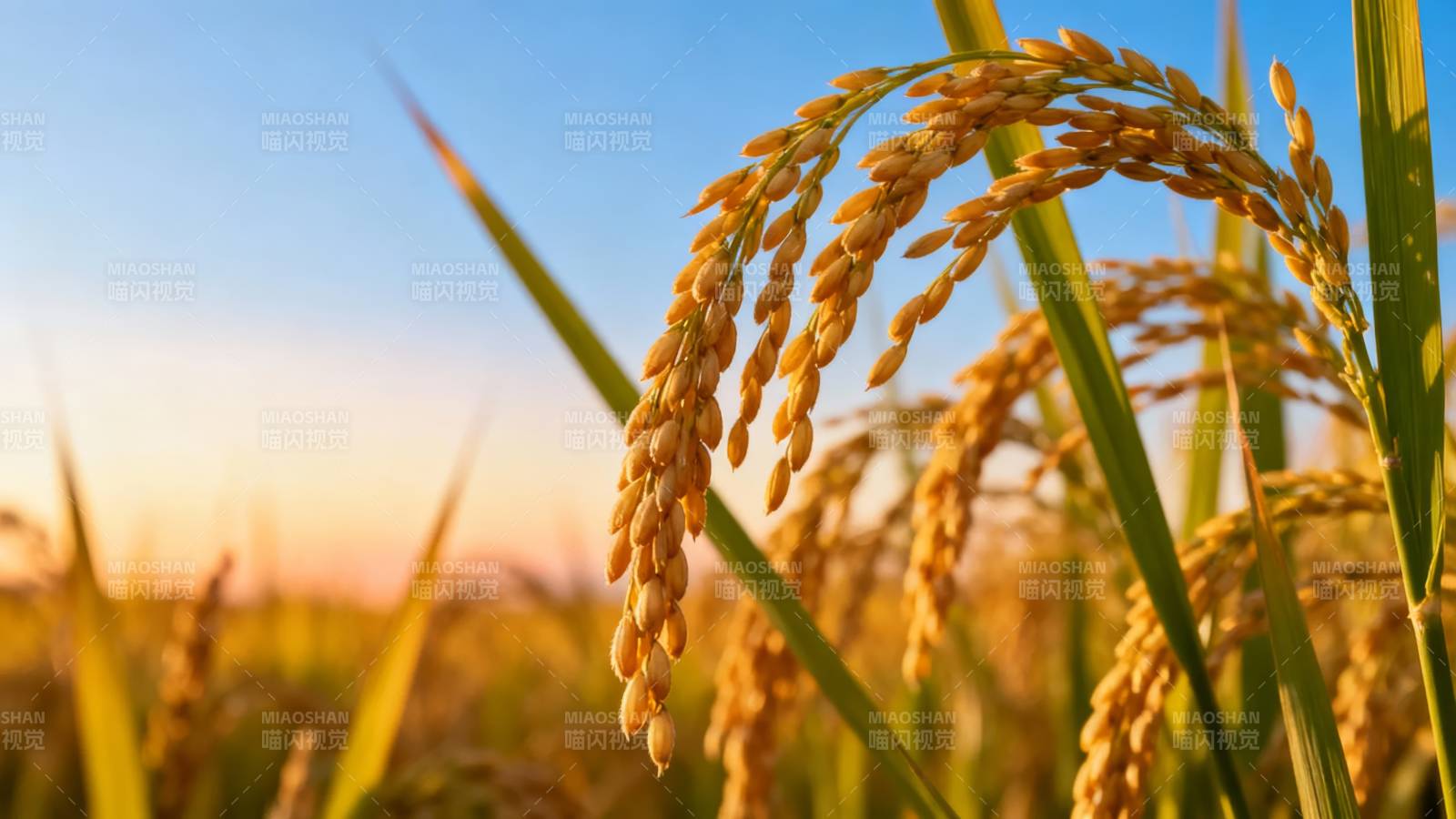 金黄稻穗迎夕阳图片