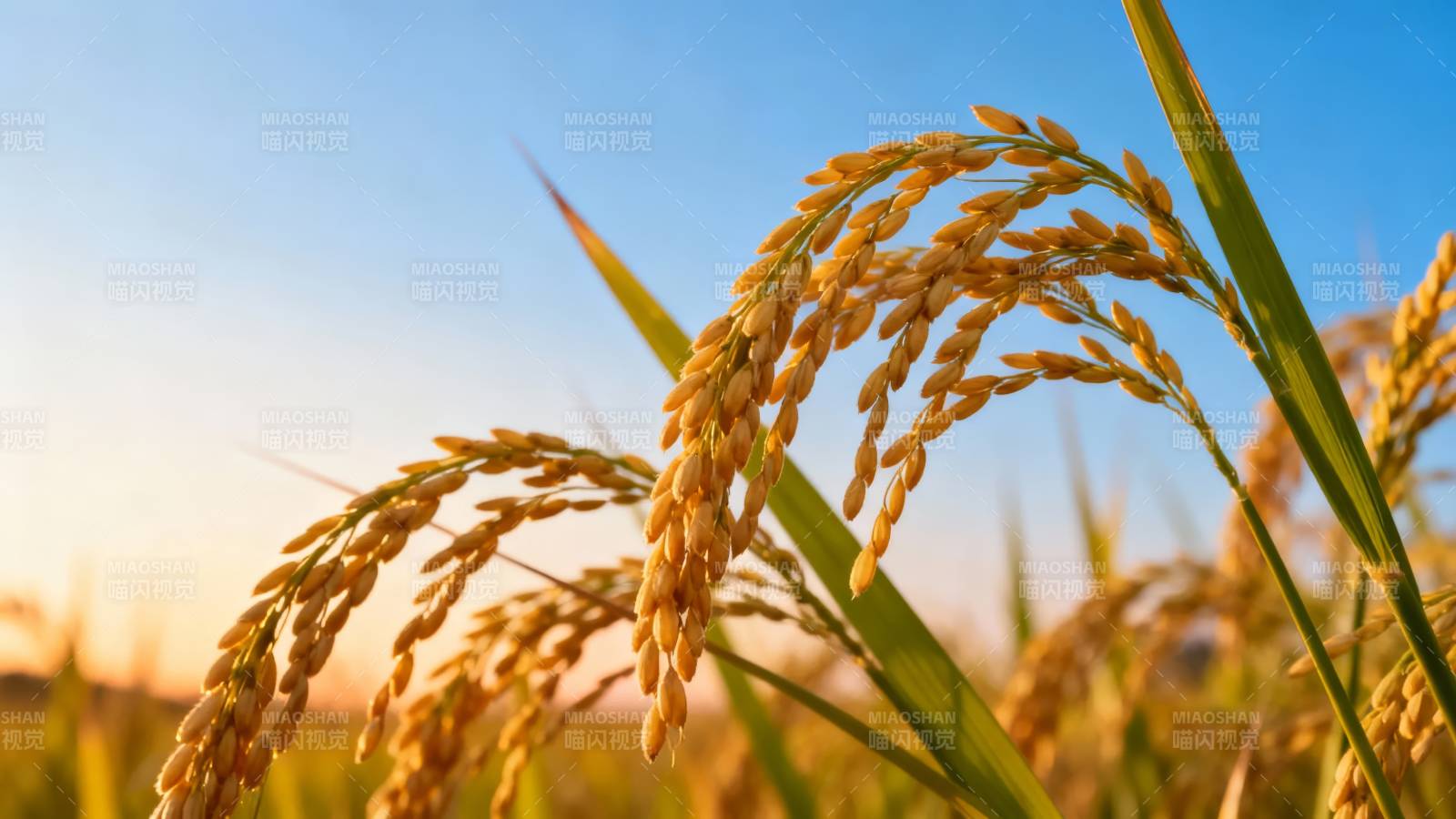 金稻迎霞 丰收在望图片