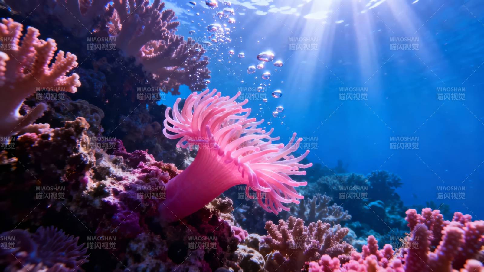 海底粉珊瑚 阳光穿透蓝水图片