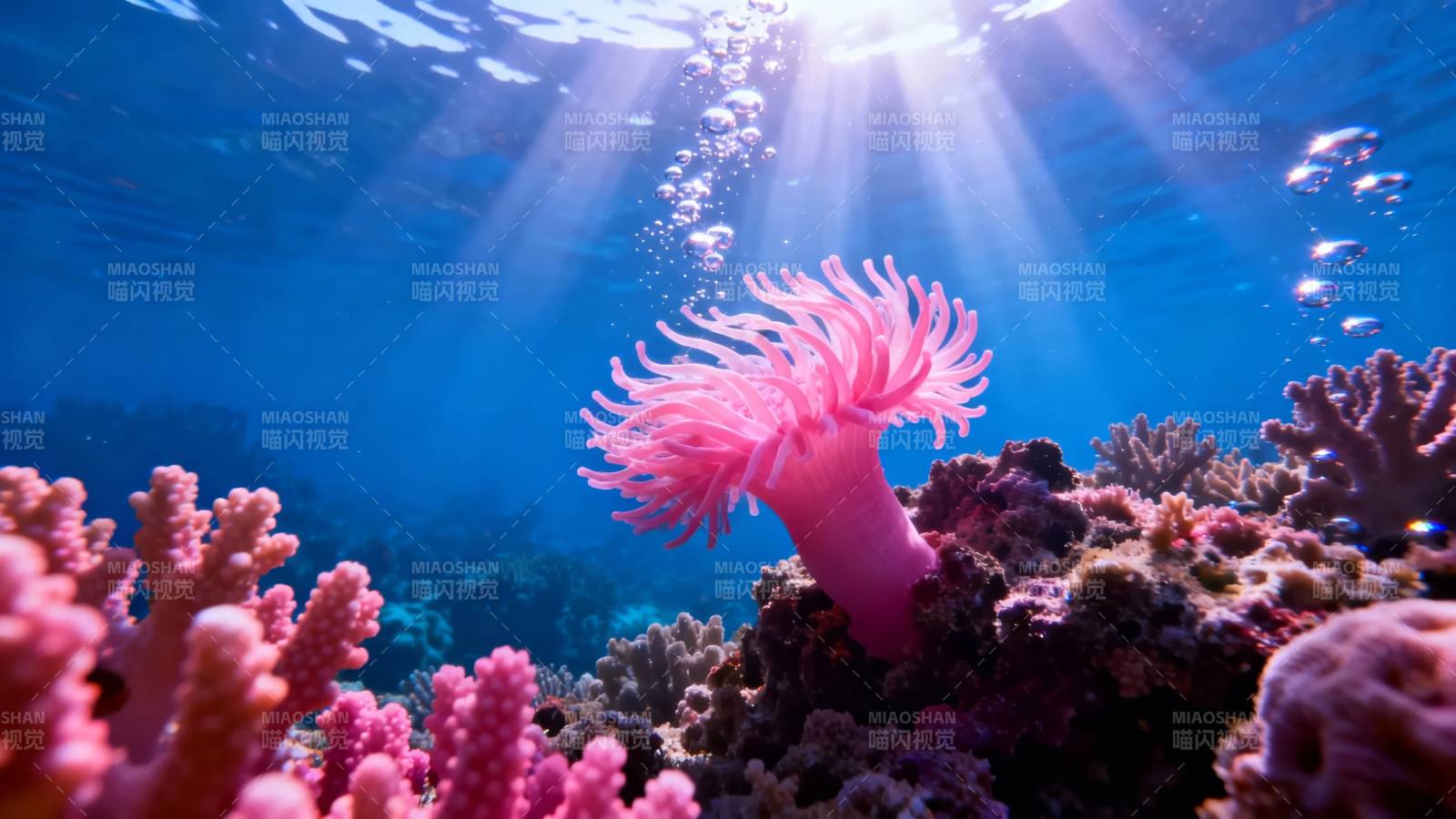 海底粉珊瑚 阳光穿透蓝海水图片