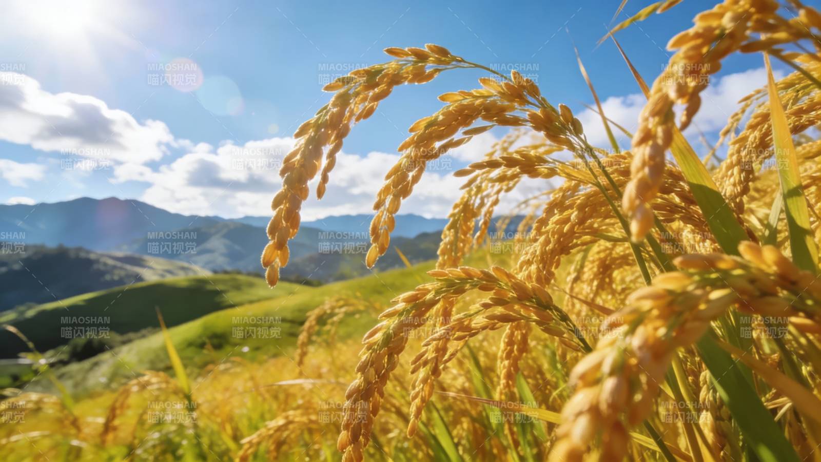 金稻映山 丰收在望图片