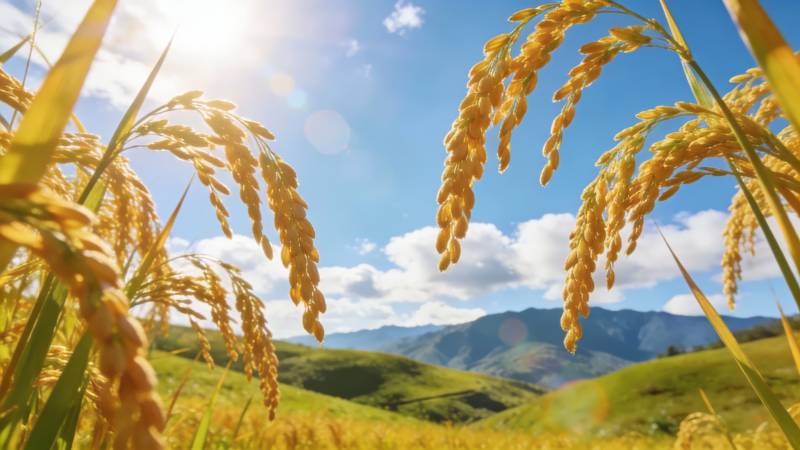 金稻映蓝天 丰收在望时图片