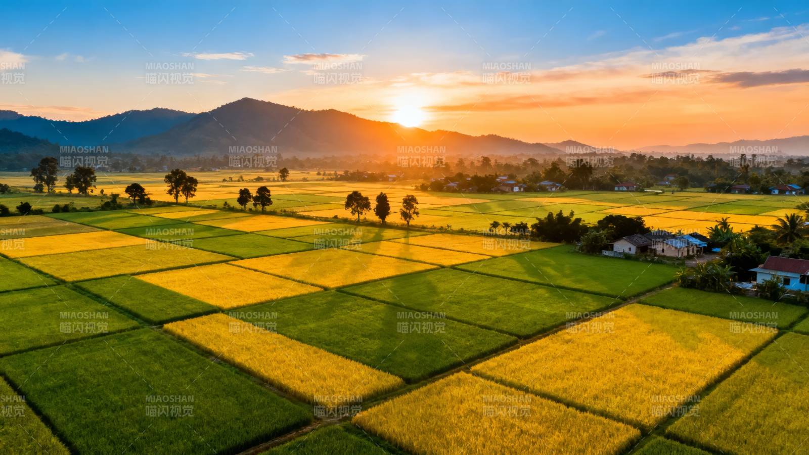 夕阳下的金色稻田画卷图片