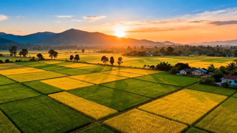 夕阳下的金色稻田画卷图片