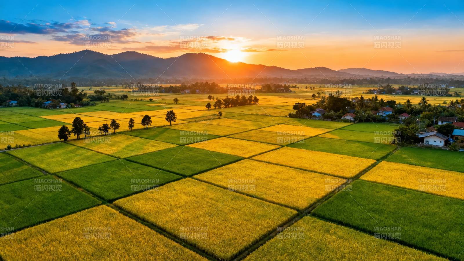 夕阳下的金色稻田画卷图片