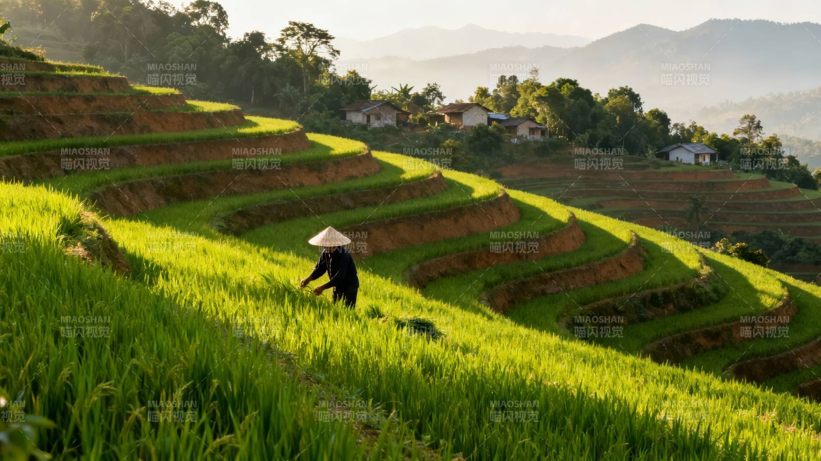 梯田晨光 农人劳作图图片