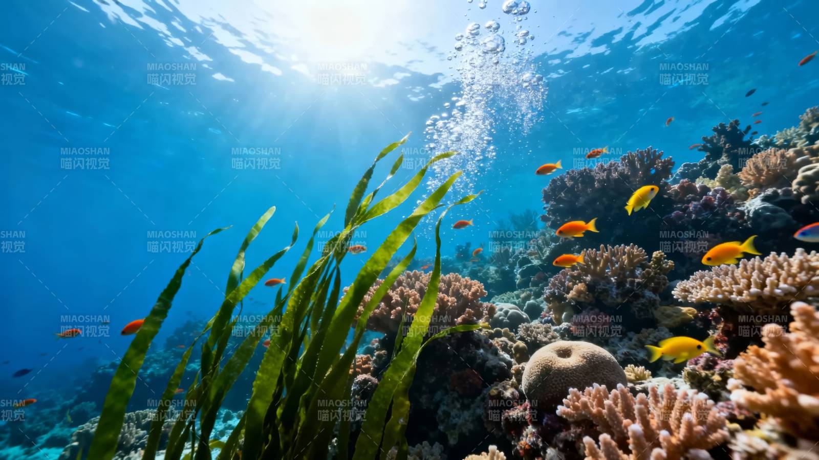 海底珊瑚鱼群生机盎然图片