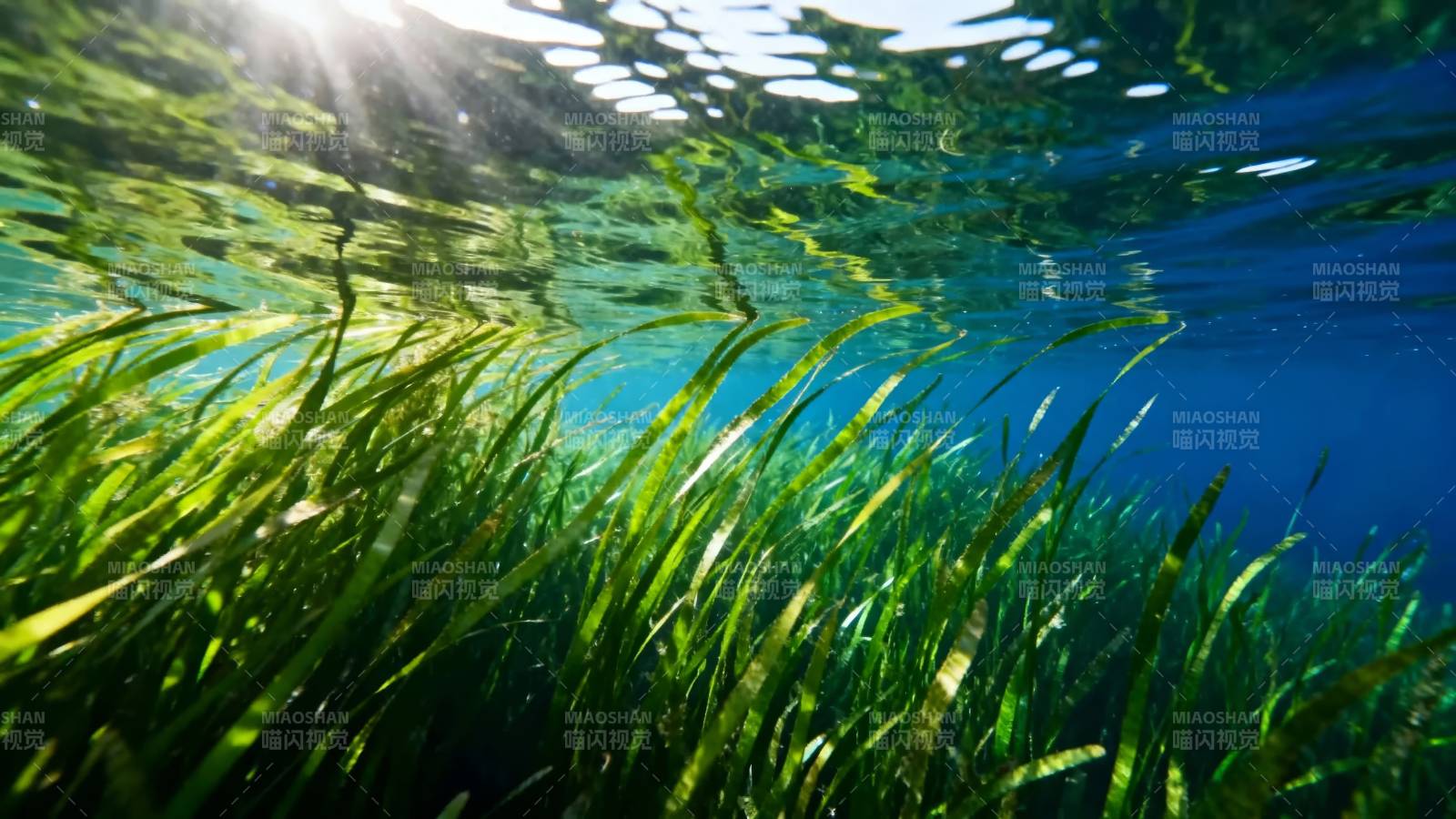 水下绿藻摇曳 阳光穿透水面图片