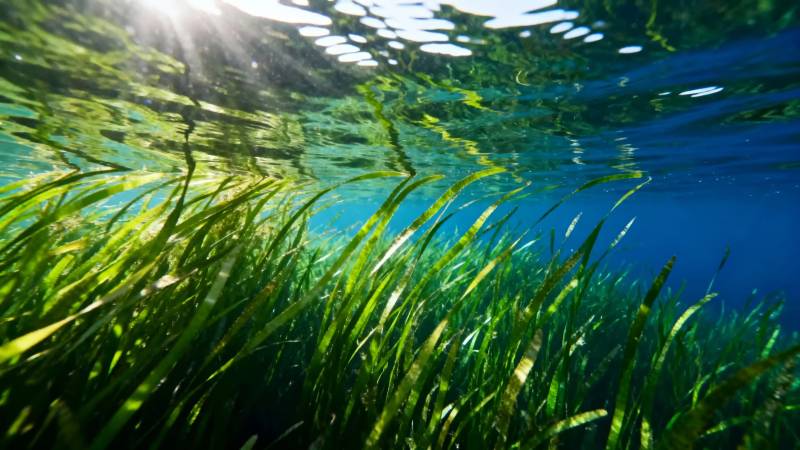 水下绿藻摇曳 阳光穿透水面图片