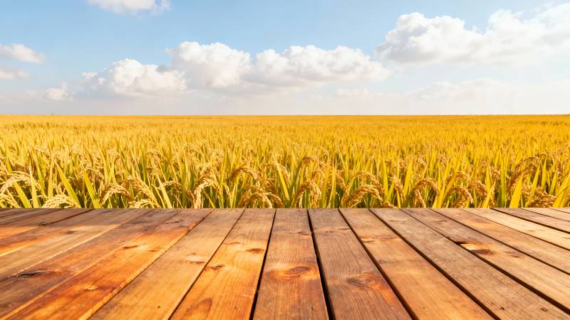 金黄稻田映蓝天木台前景图片