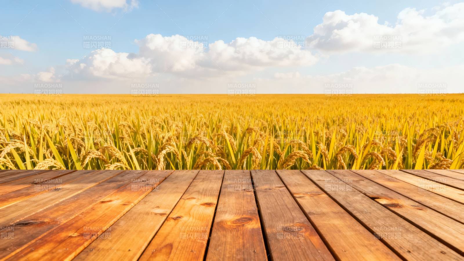 金黄稻田映蓝天木台前景图片