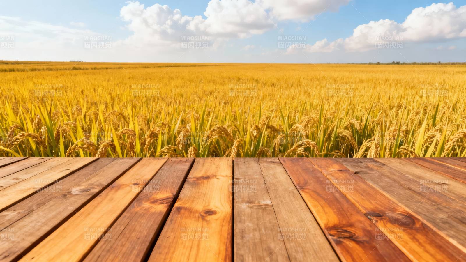 金黄稻田前的木台图片