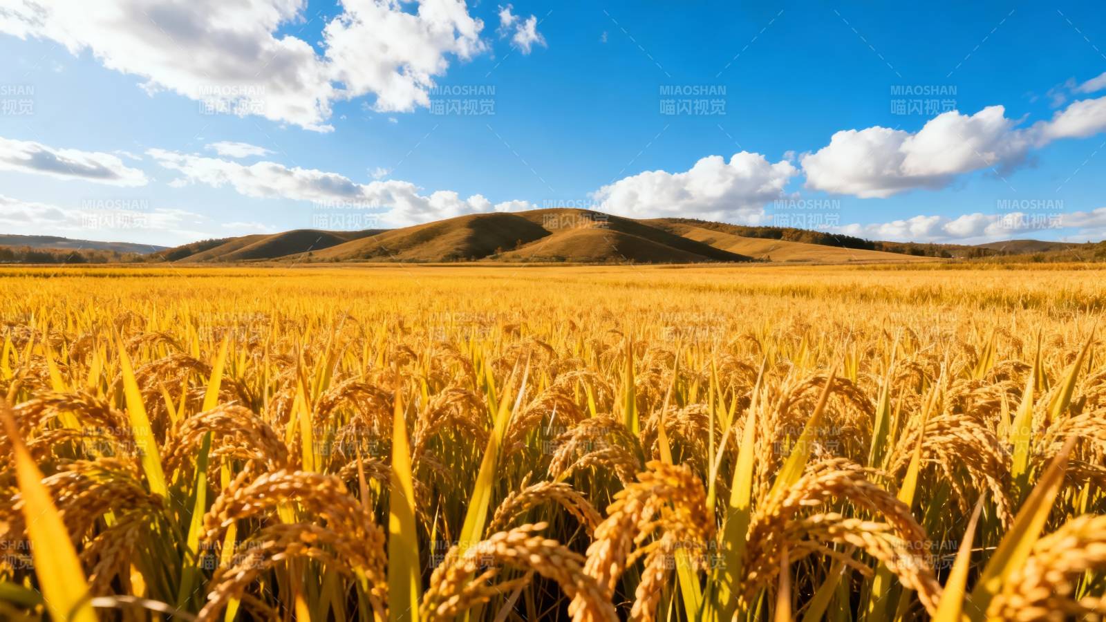 金黄稻浪映蓝天图片