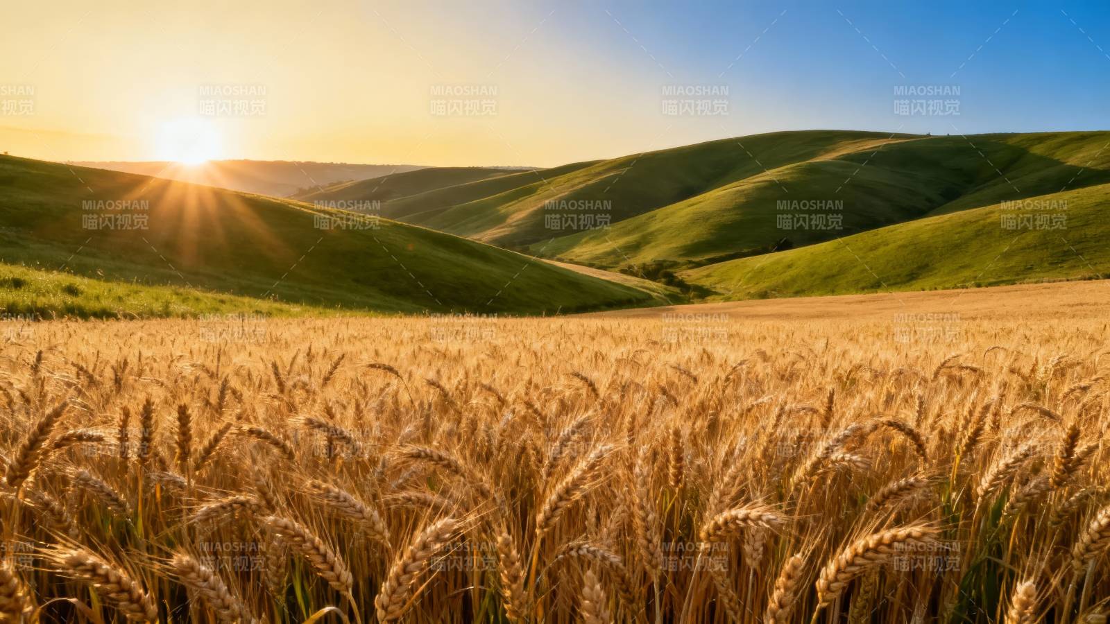 麦田夕照 绿丘如浪图片