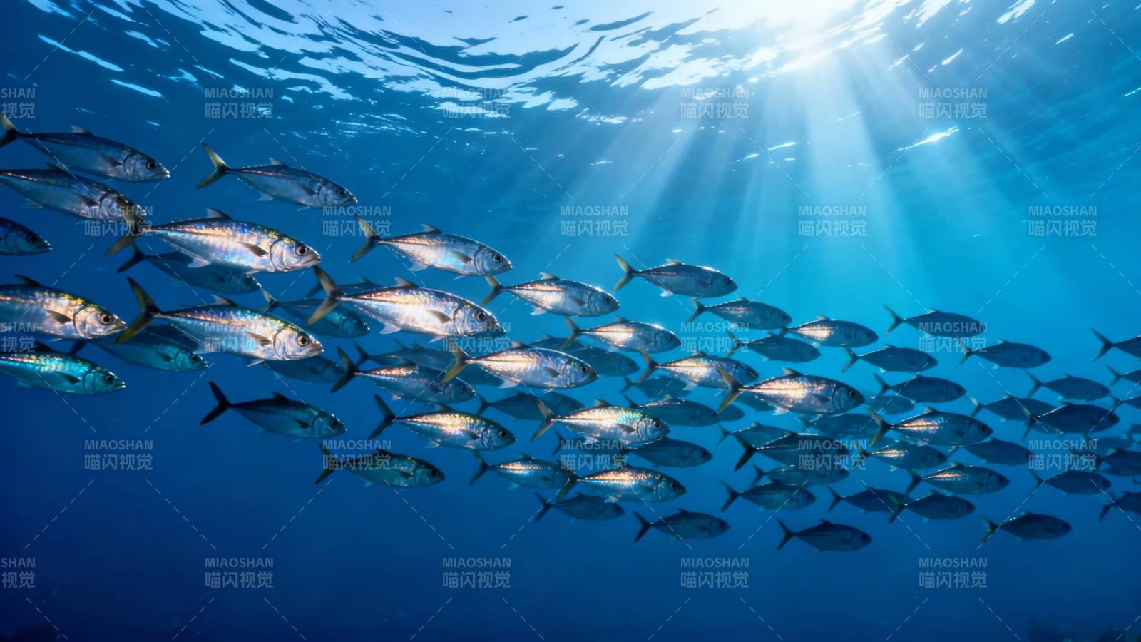 阳光穿透 鱼群共舞深蓝图片