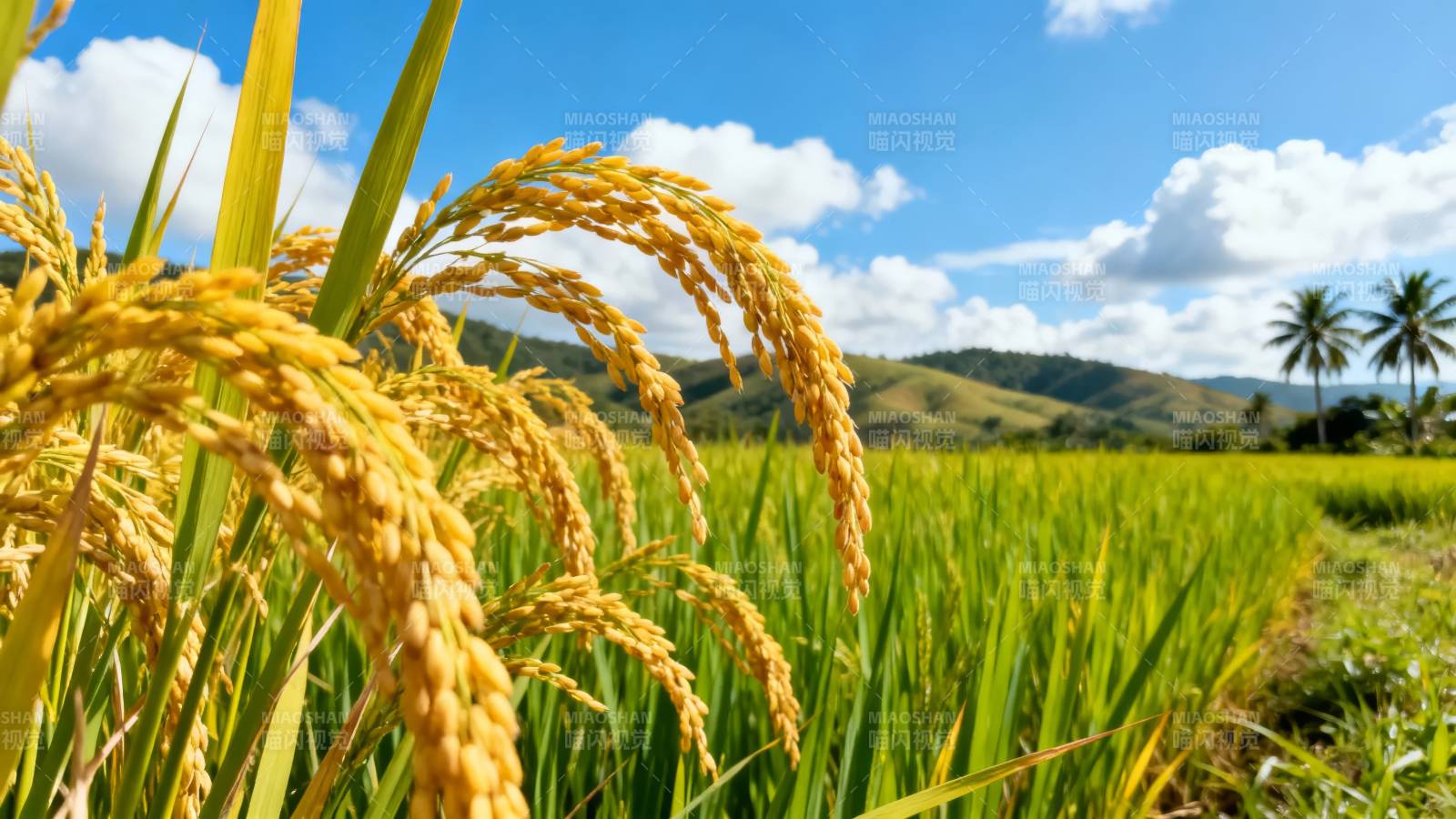 金黄稻穗映蓝天图片