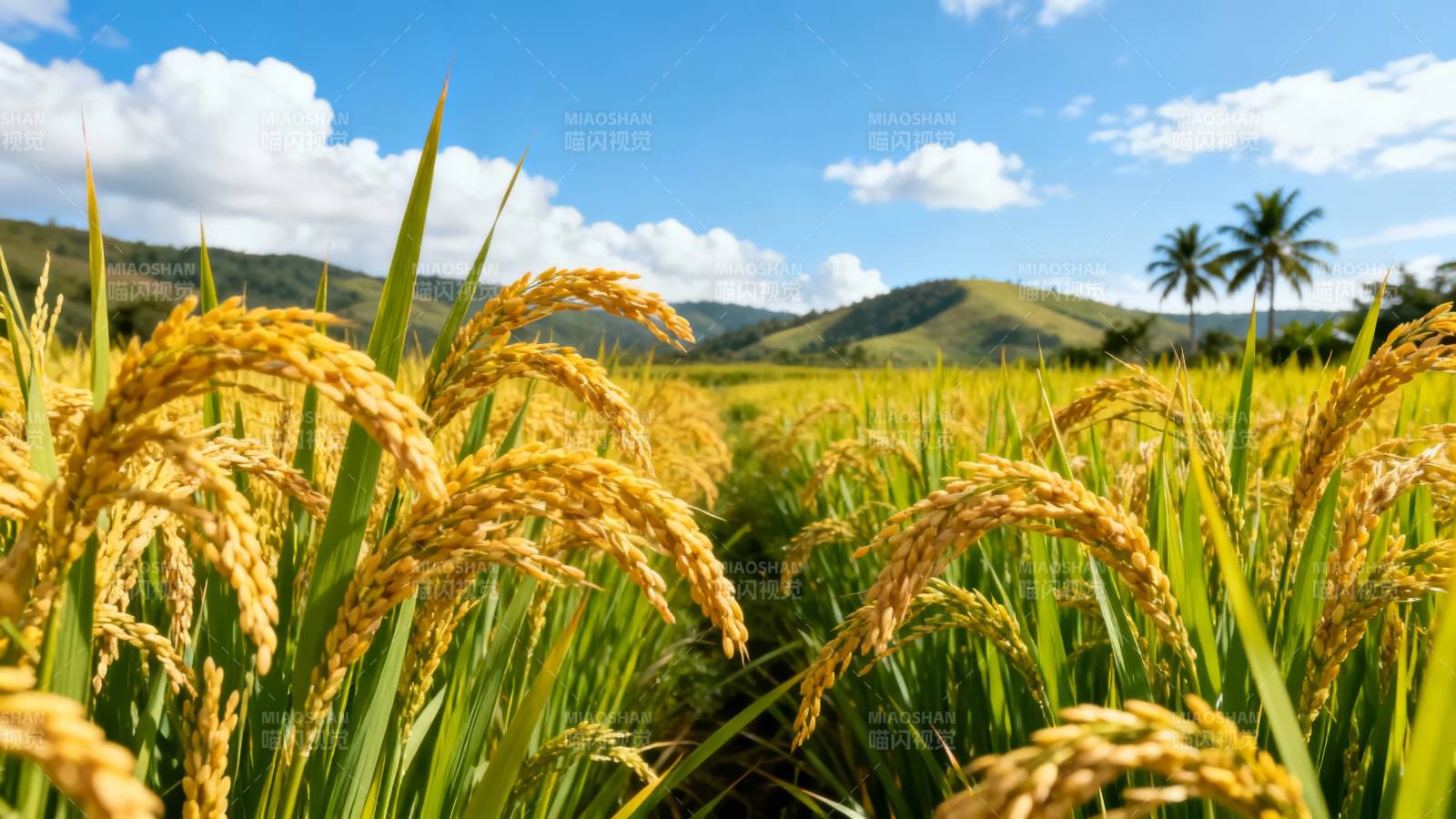 金黄稻浪映青山蓝天图片