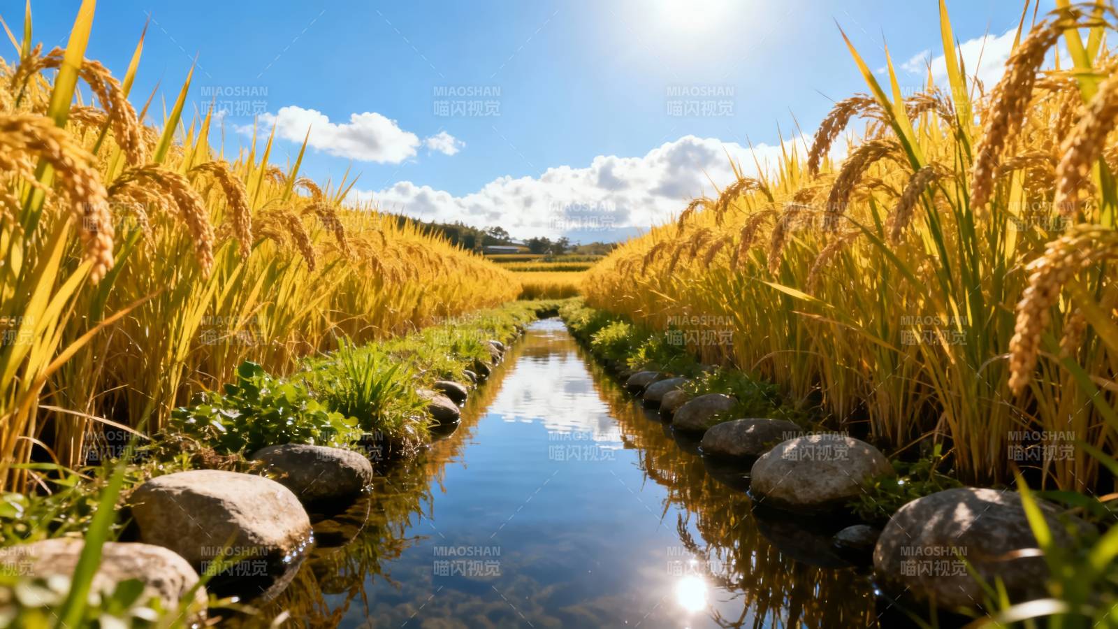 金黄稻浪映清流图片