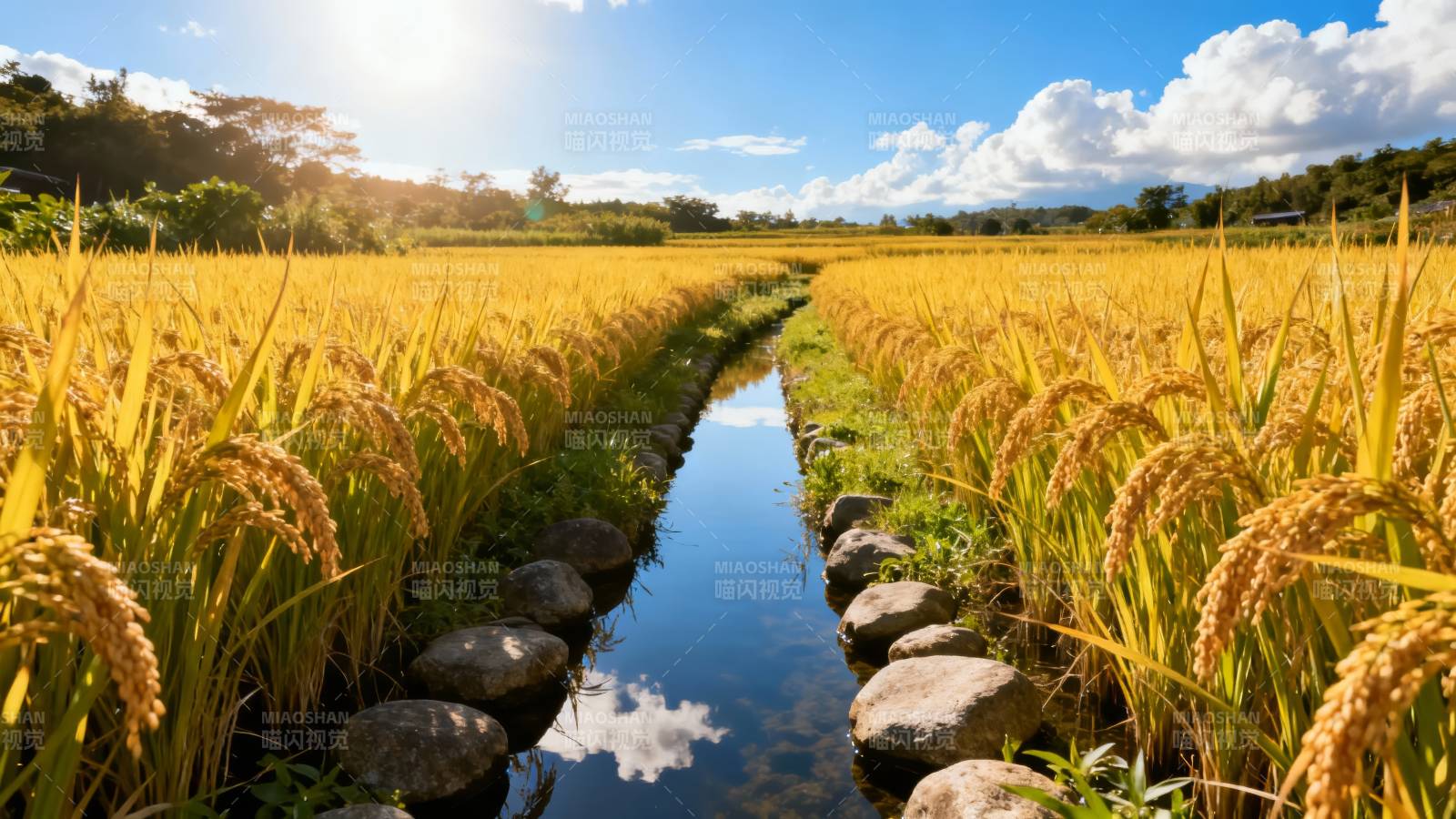 金黄稻浪映蓝天图片