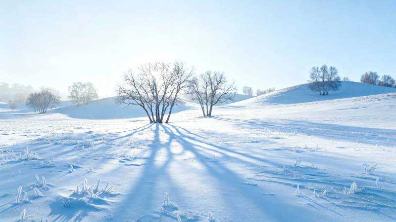 雪原孤树 长影映晴空图片