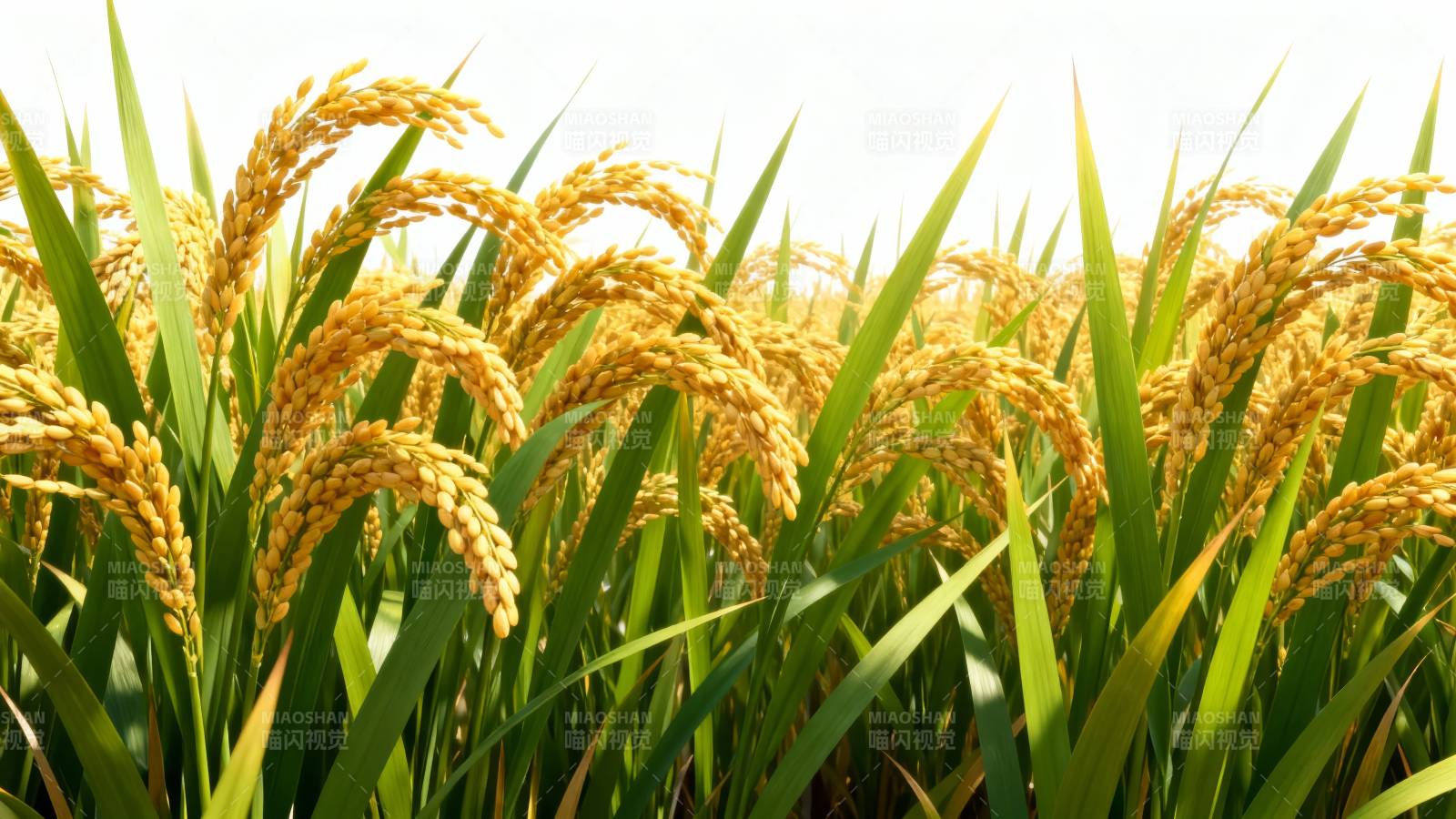 金黄稻穗迎丰收图片