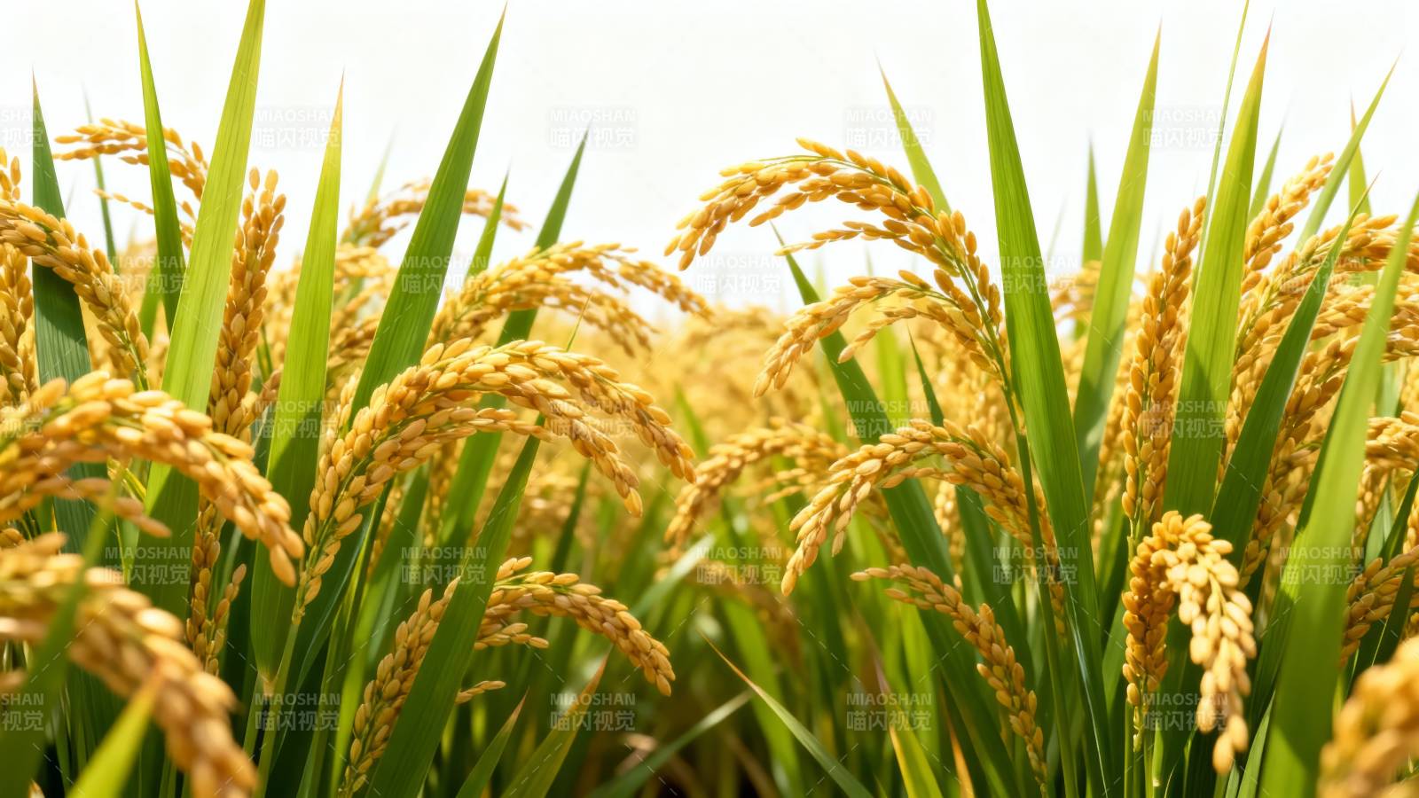 金黄稻穗迎丰收图片