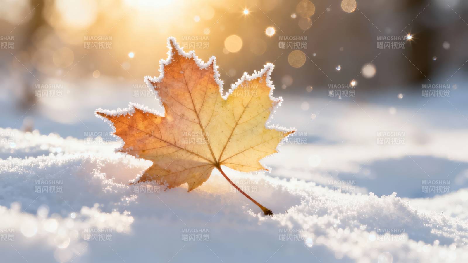 雪覆秋叶 暖阳微光图片