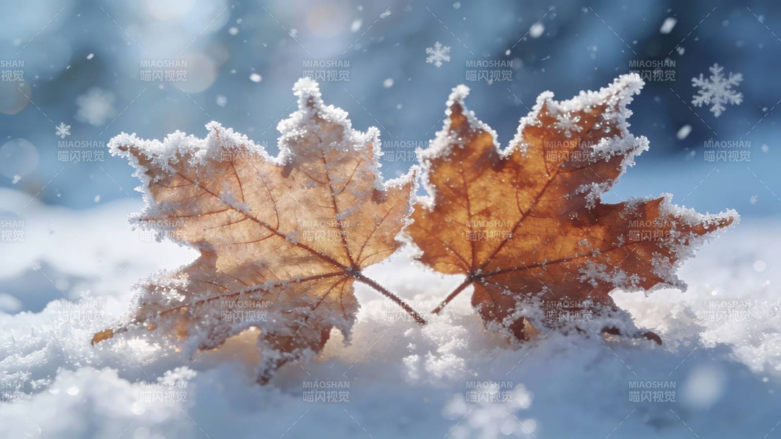 霜叶卧雪 秋冬邂逅图片