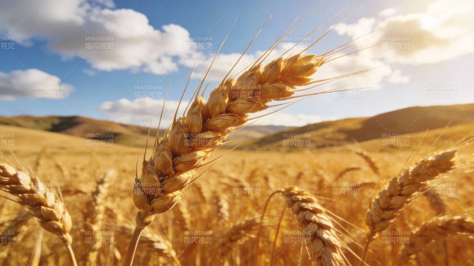 金黄麦浪映蓝天图片
