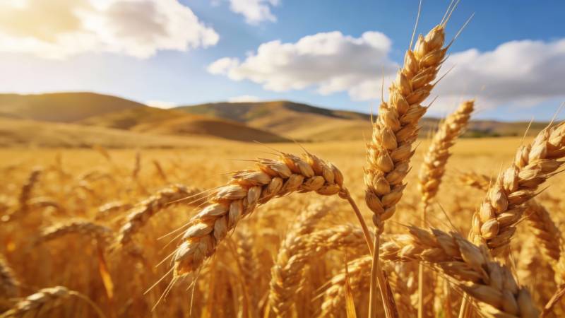 金麦浪涌 丰收在望图片