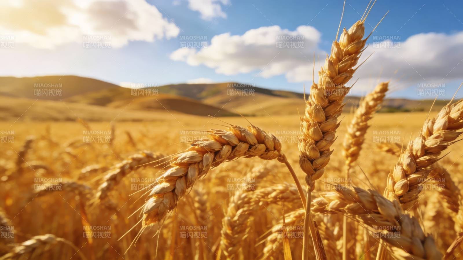 金麦浪涌 丰收在望图片
