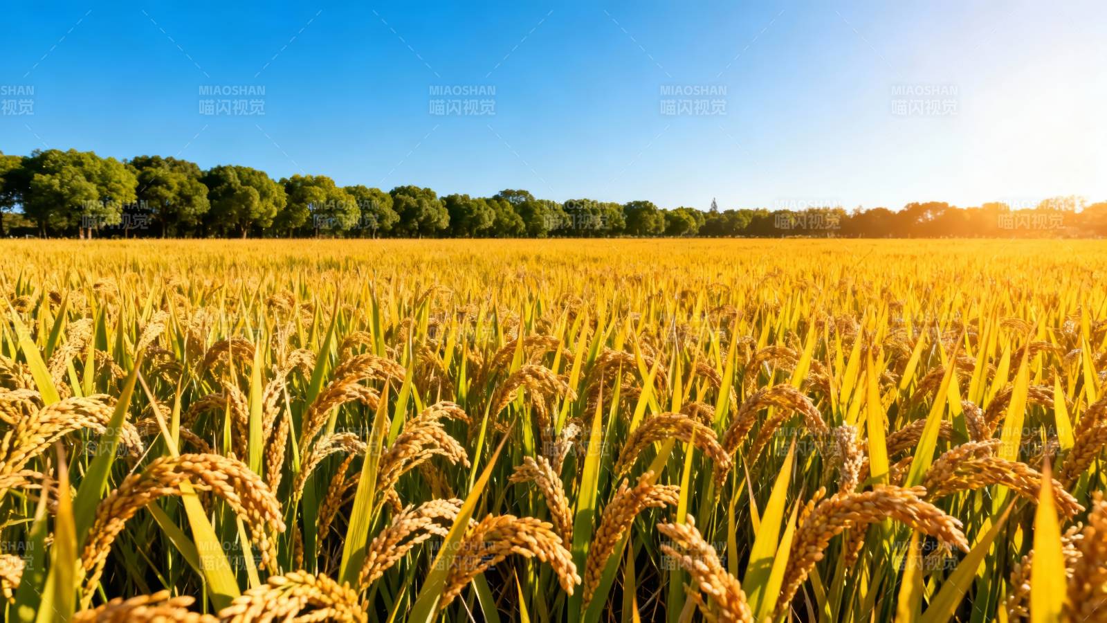 金黄稻浪迎朝阳图片