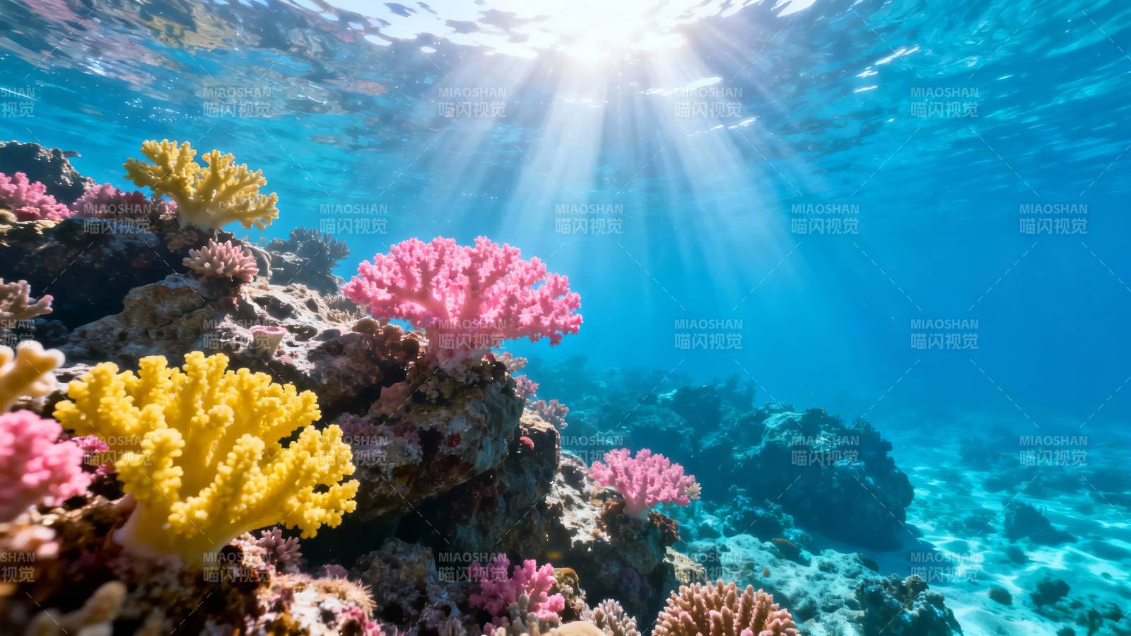 阳光下的彩色珊瑚礁图片