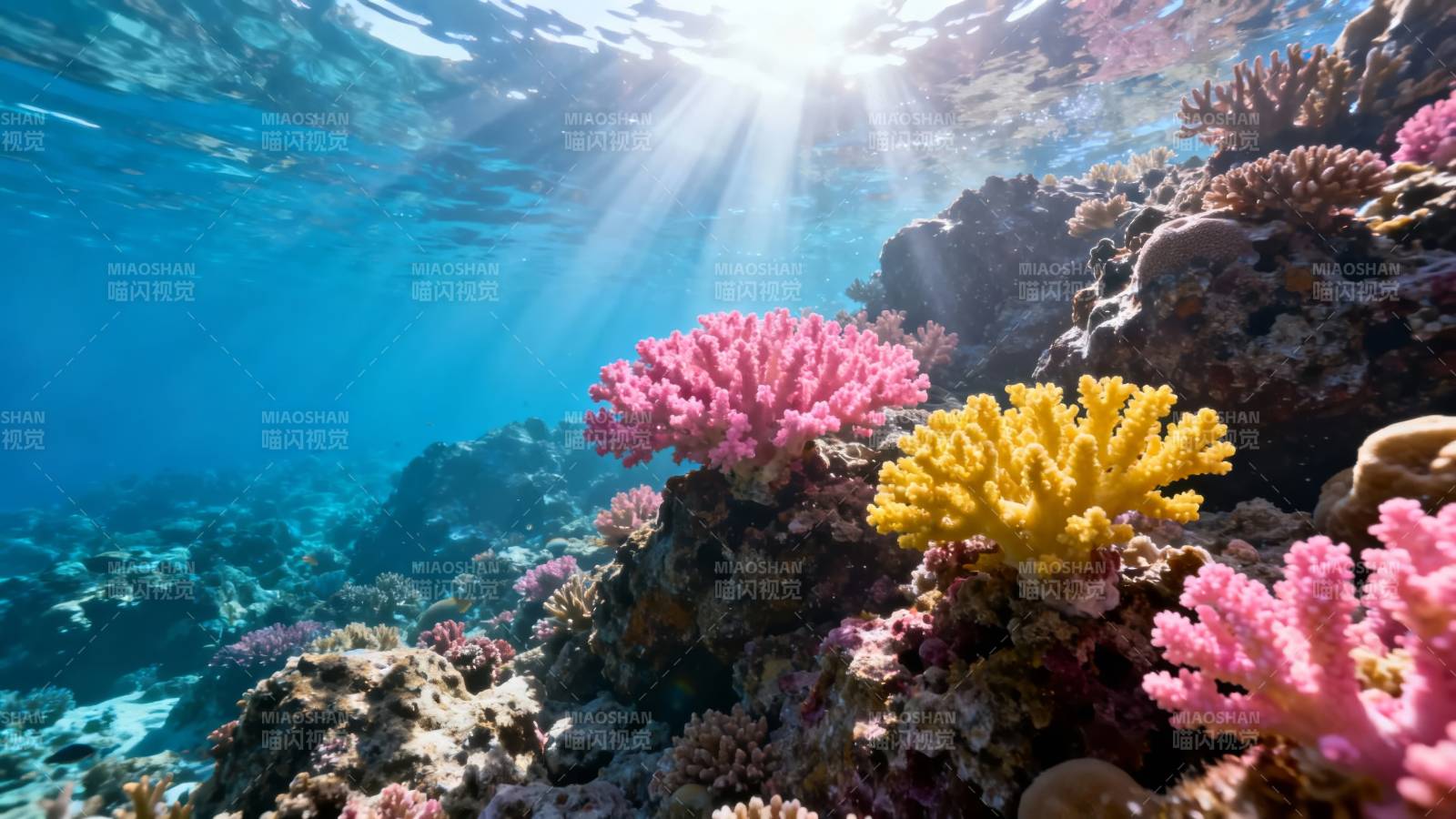 海底珊瑚花园 阳光穿透蓝海图片