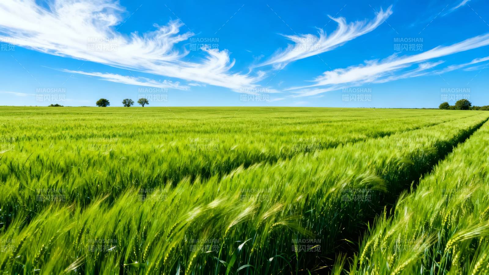 绿野蓝天 麦浪如海图片