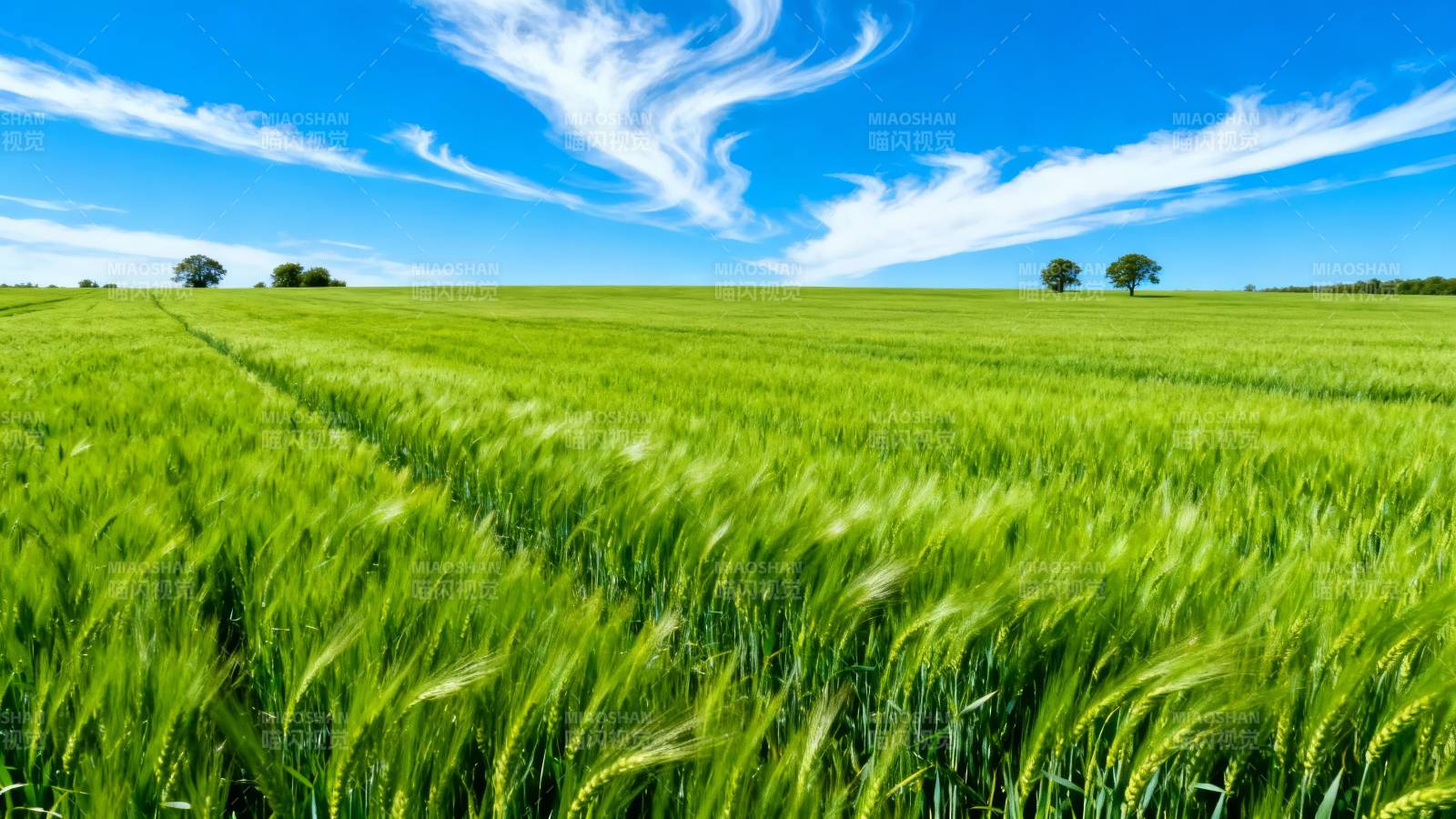 绿野蓝天 麦浪随风舞图片