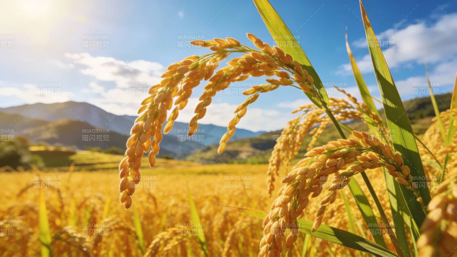金稻丰收 山野映蓝天图片