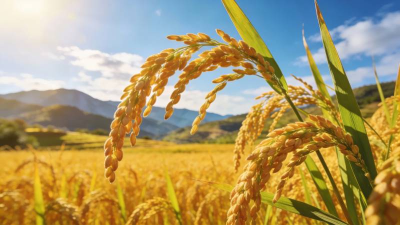 金稻丰收 山野映蓝天图片