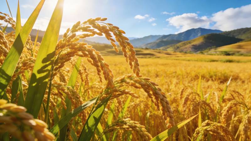 金稻映山 丰收在望图片