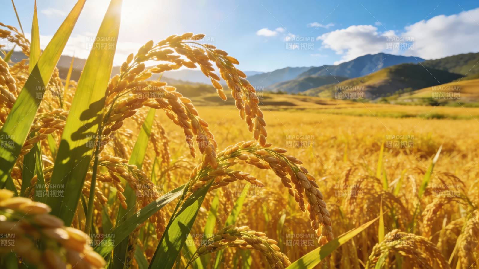 金稻映山 丰收在望图片