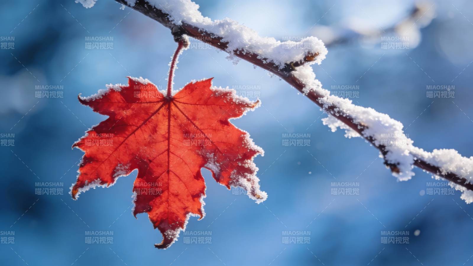 雪覆红枫 冬意浓情图片