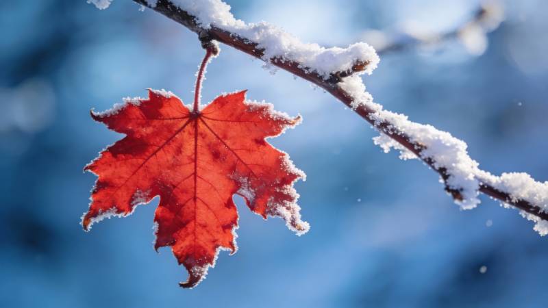雪覆红枫 冬意浓情图片