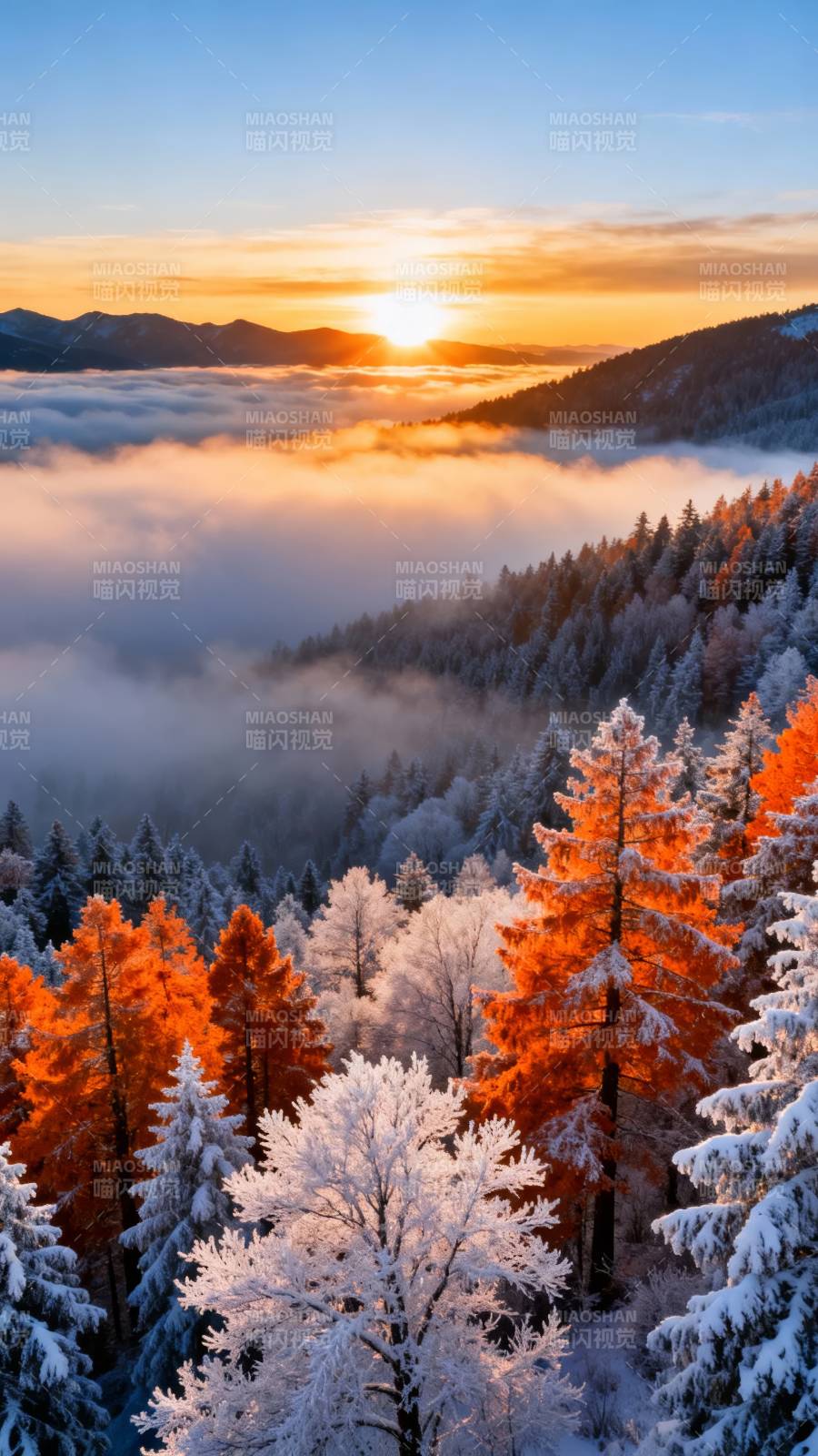 雪林日出 云海染金橙图片