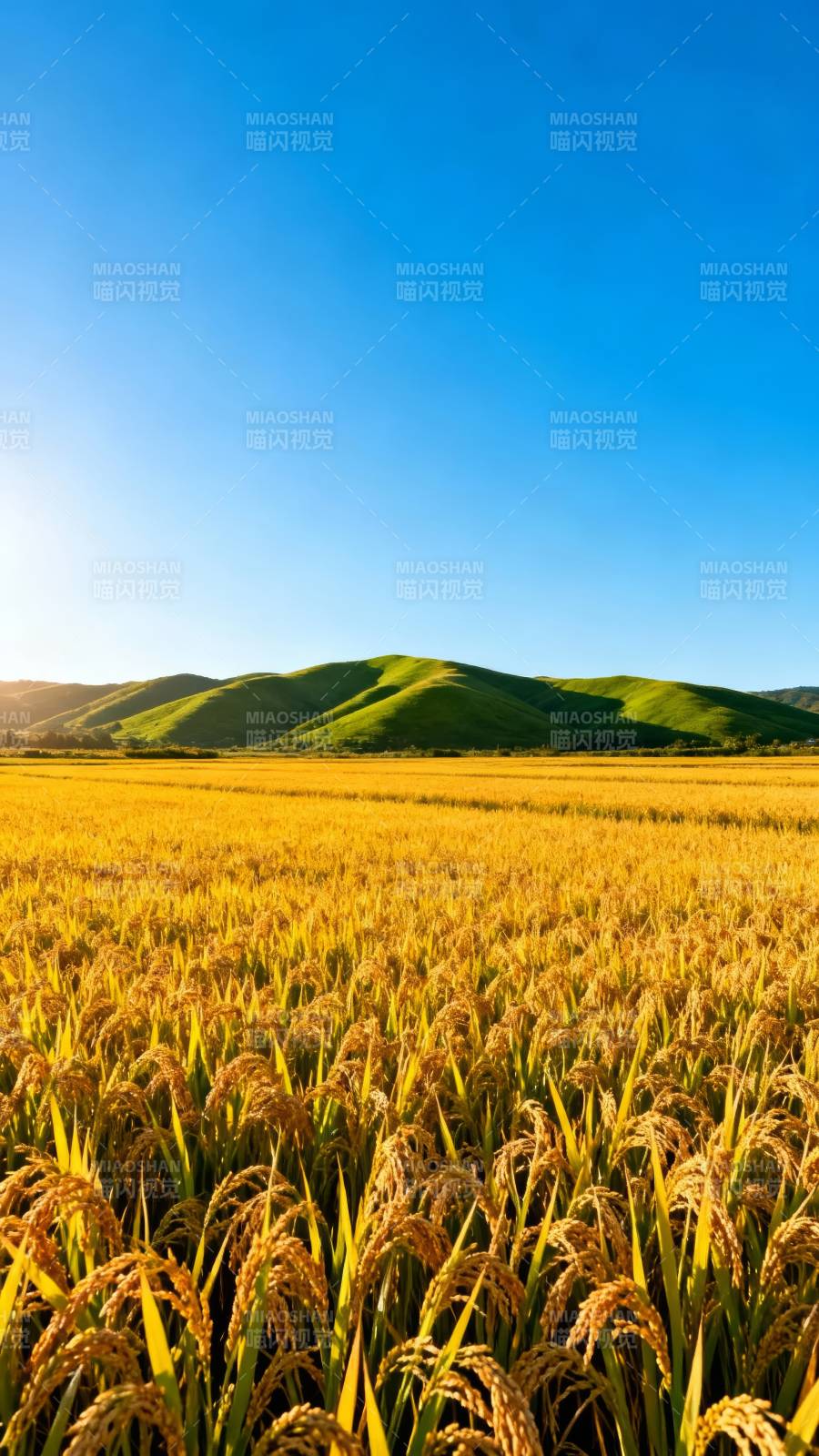 金黄稻浪映青山图片