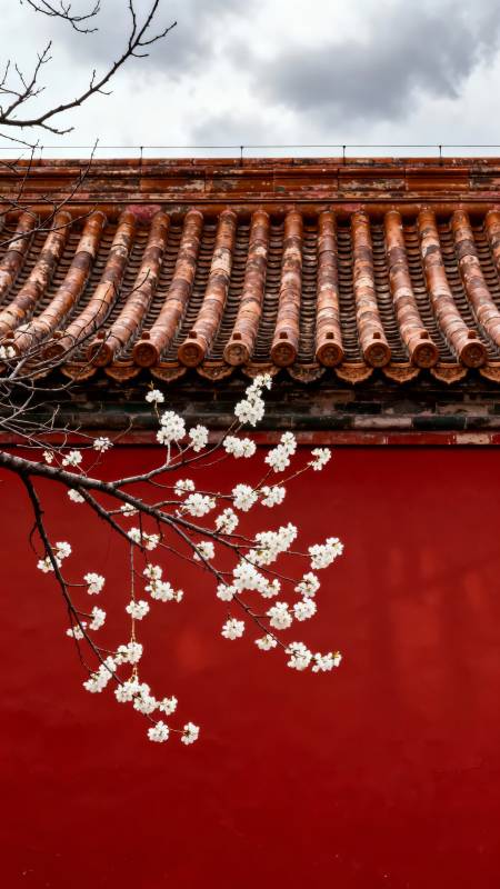 红墙白花映古韵图片