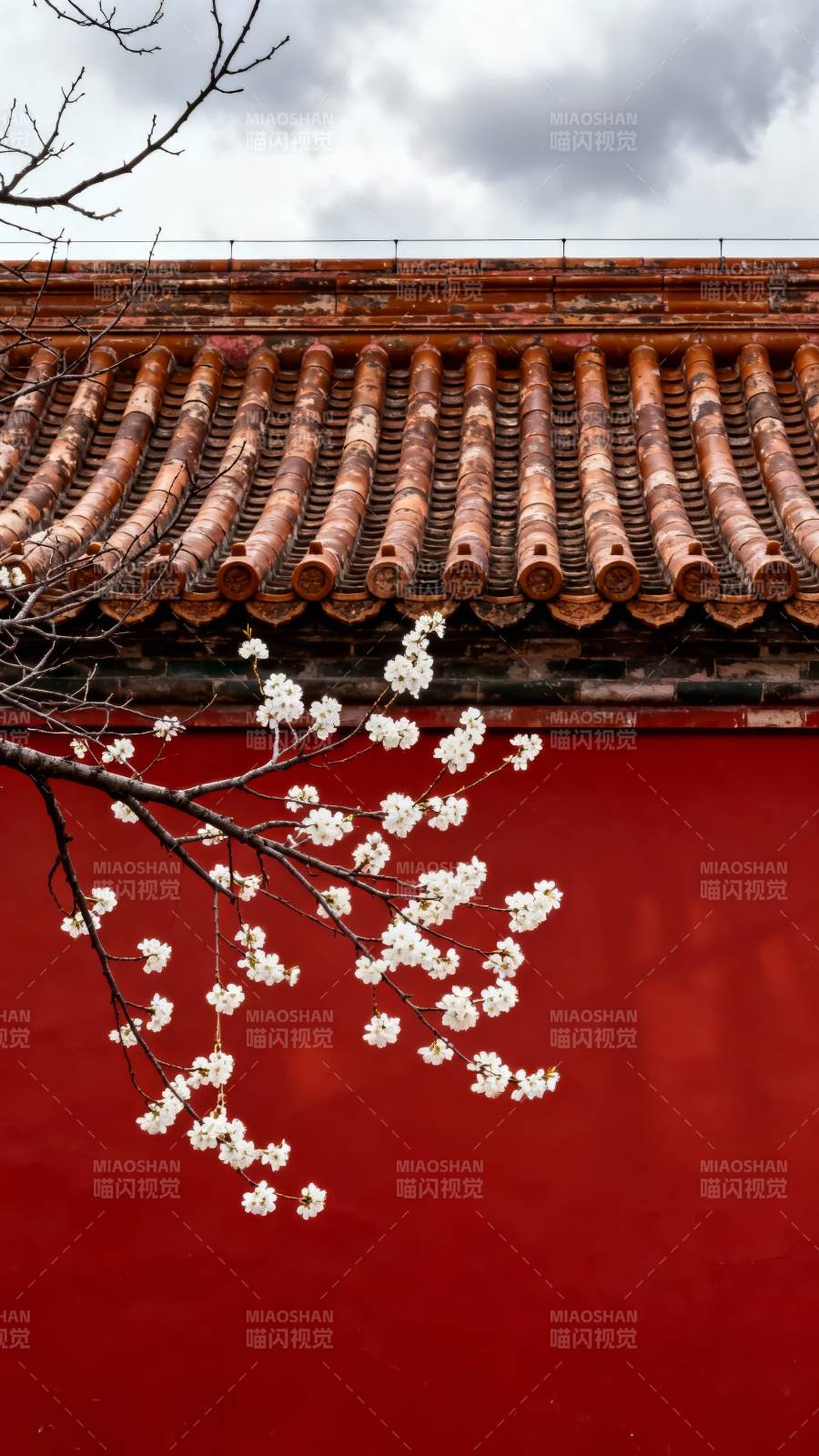 红墙白花映古韵图片