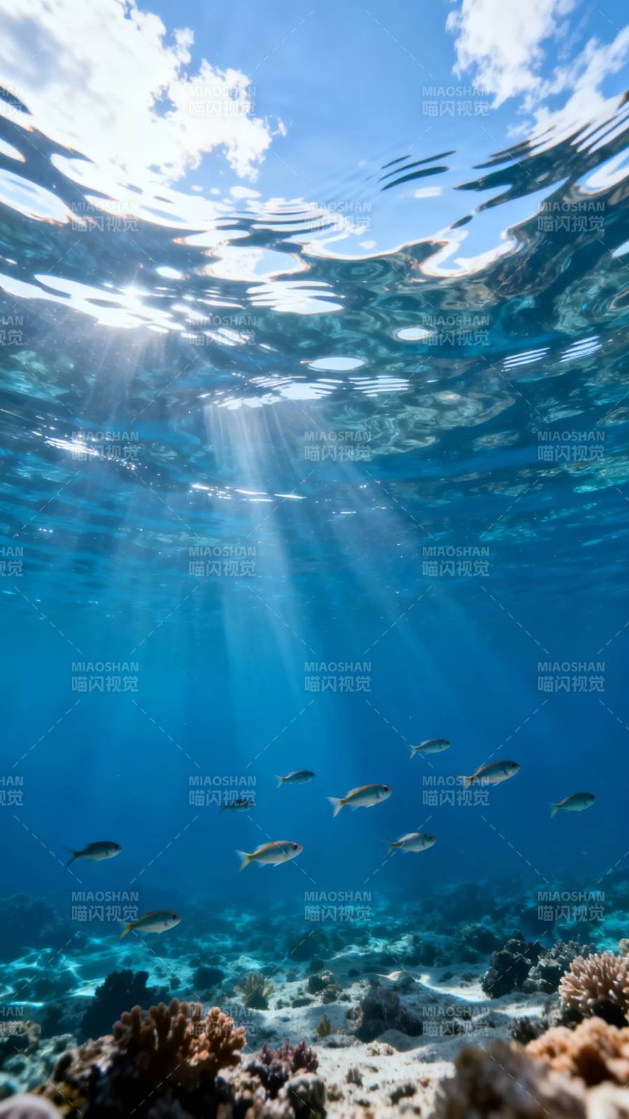 阳光海底 鱼群珊瑚共舞图片